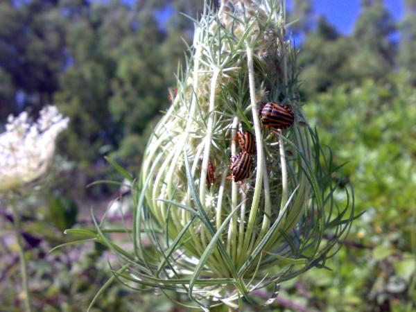 Pentatomidae: Graphosoma lineatum lineatum, sempre sardo