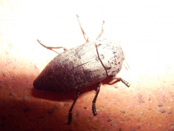 Identificazione: Capnodis tenebricosa