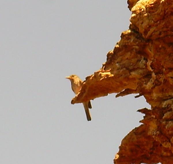 Identificazione [foto nido]