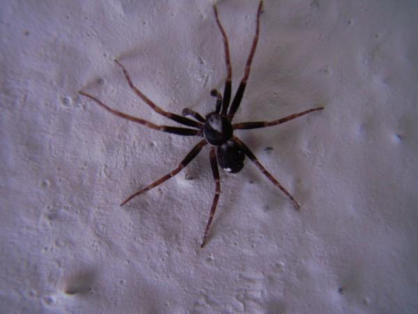 Philodromus sp.