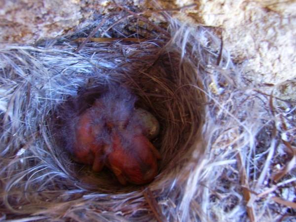 Identificazione [foto nido]