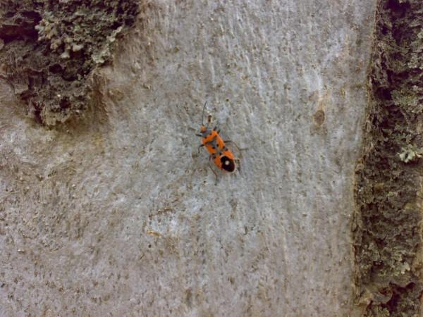 Identificazione: Lygaeus equestris