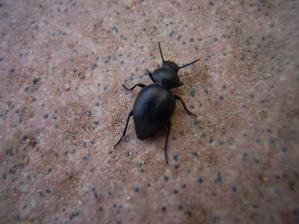 Pachychila servillei
