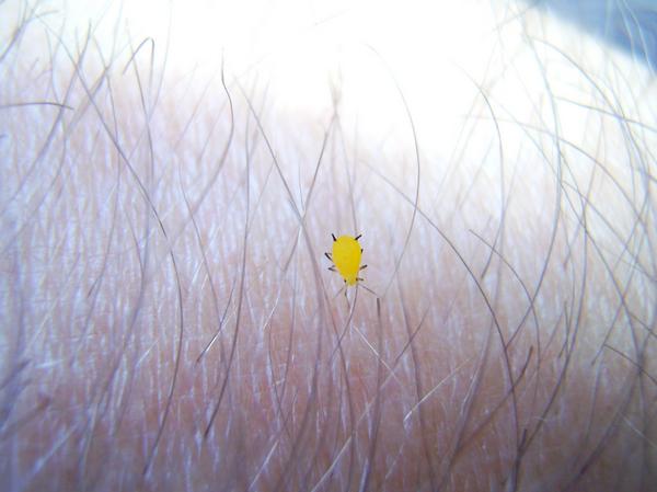 Aphis nerii (?)
