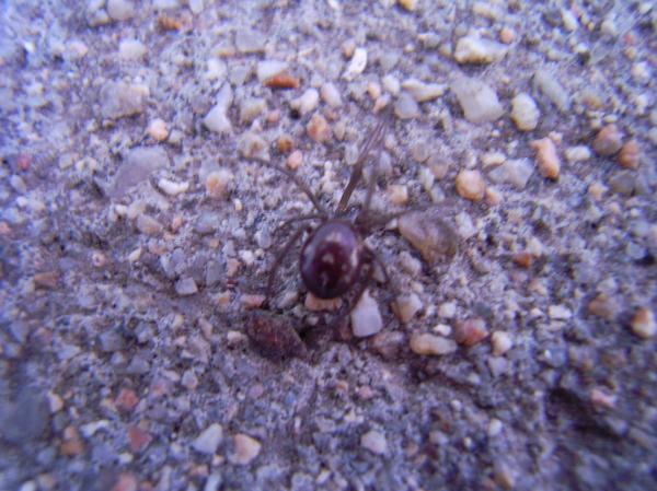Steatoda grossa