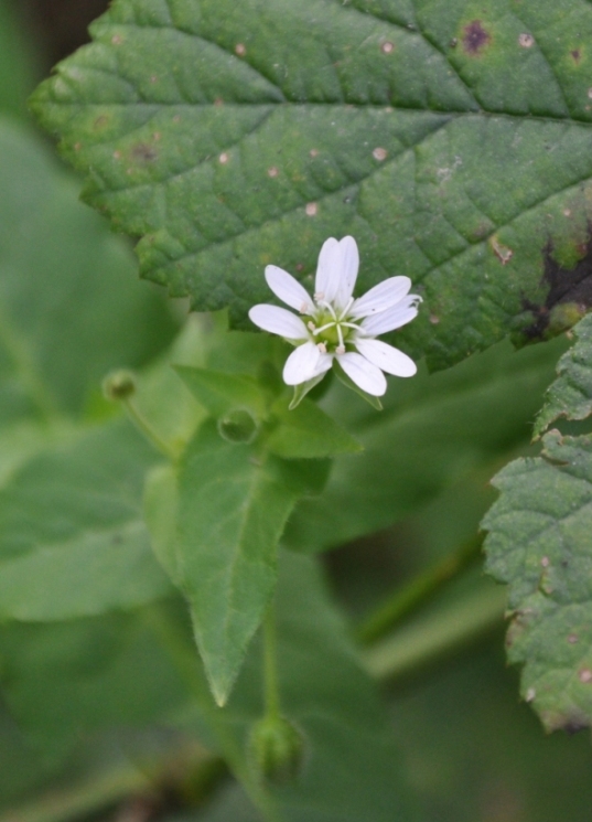 Stellaria aquatica (=Myosoton aquaticum) / Centocchio acquatico