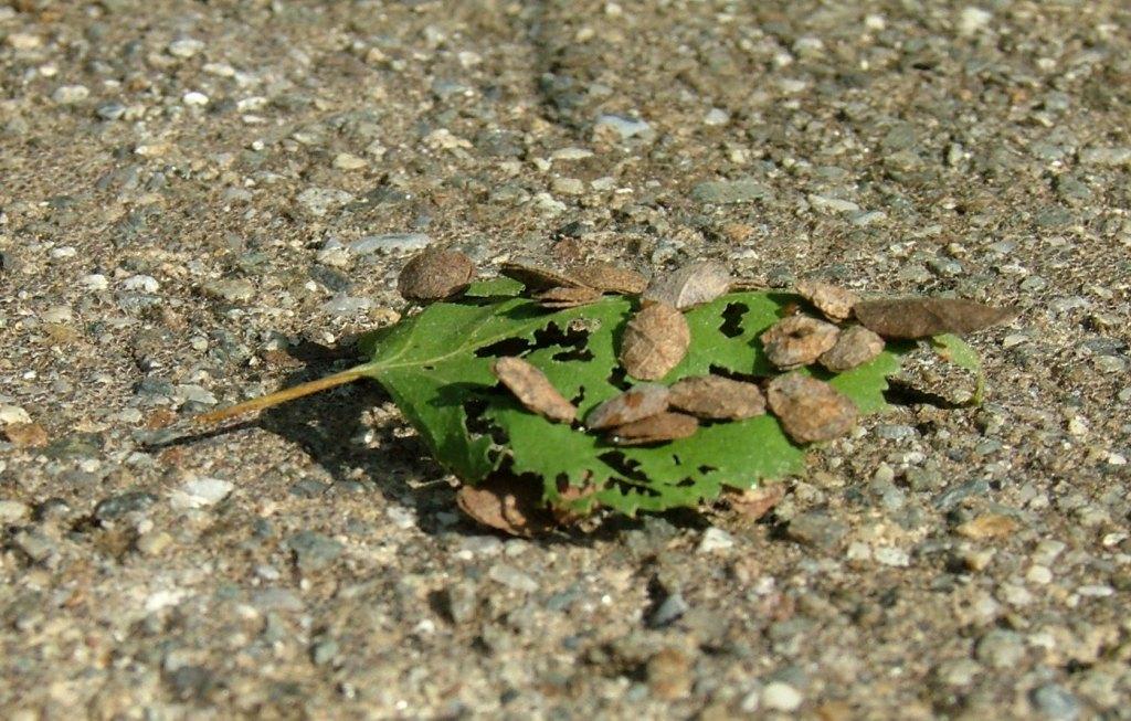 Che insetti sono? (astucci larvali ?)