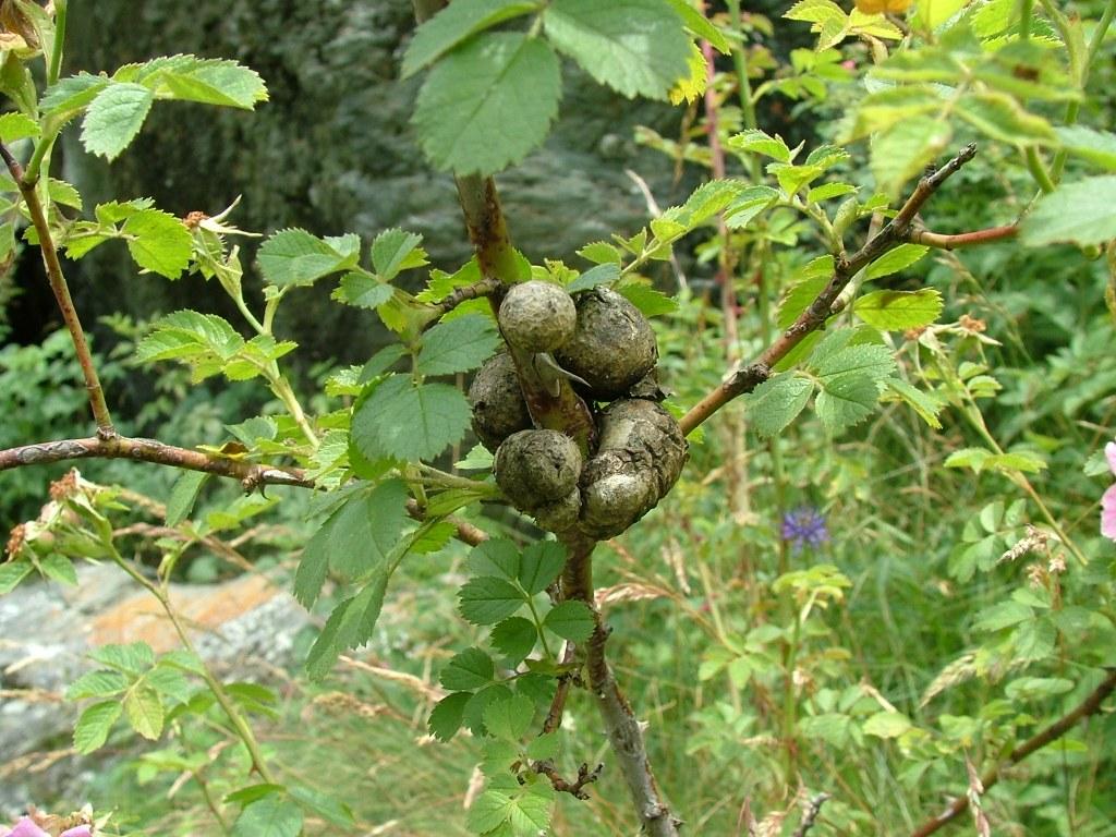Galle su rosa canina