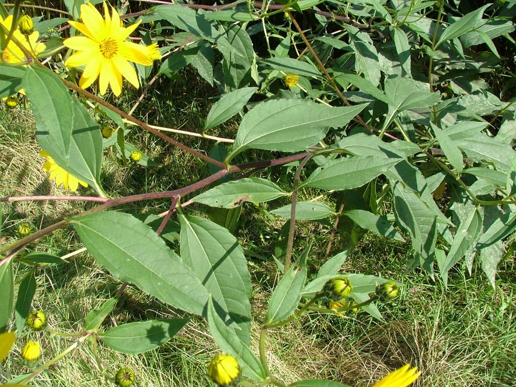 Il genere Helianthus in Italia