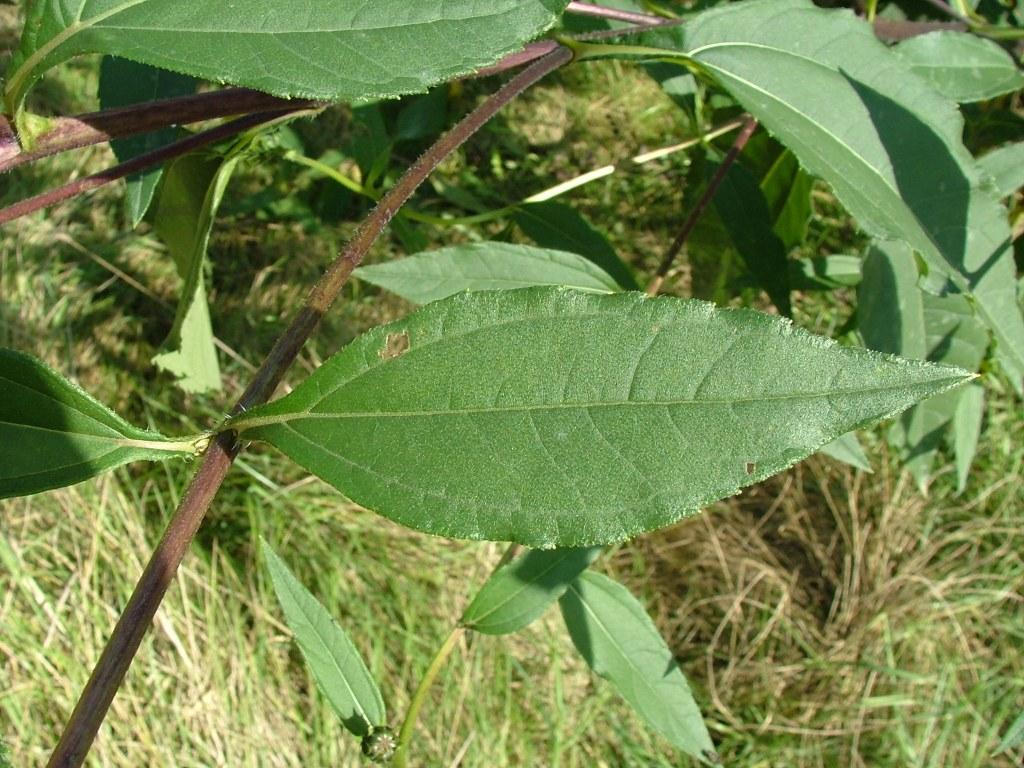 Il genere Helianthus in Italia
