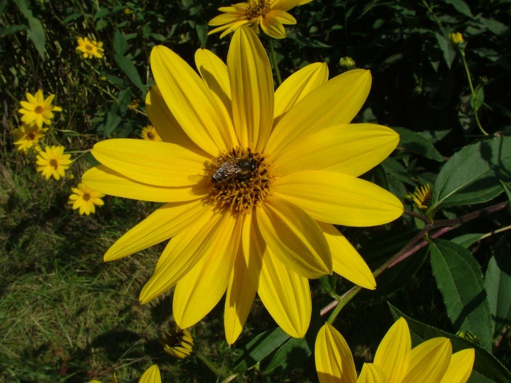 Il genere Helianthus in Italia