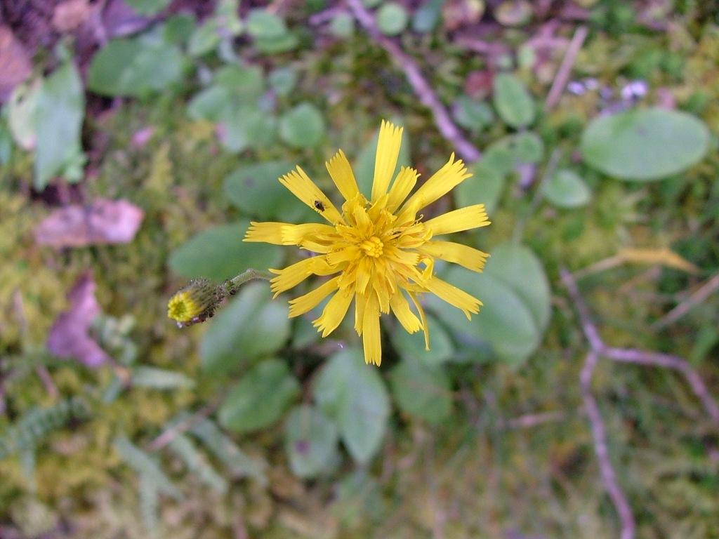 Hieracium murorum