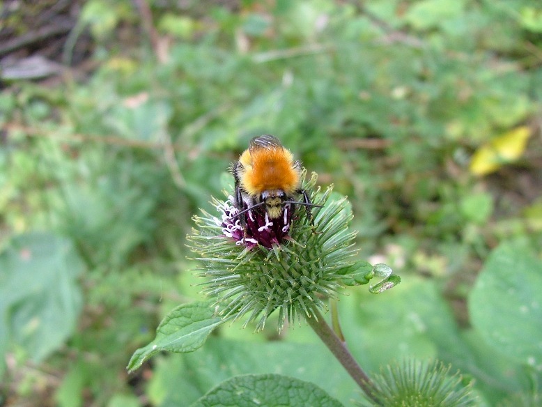 Bombus cfr pascuorum