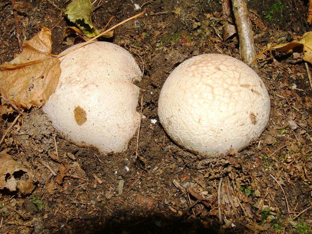 Che ovuli sono? (cfr. Phallus impudicus)