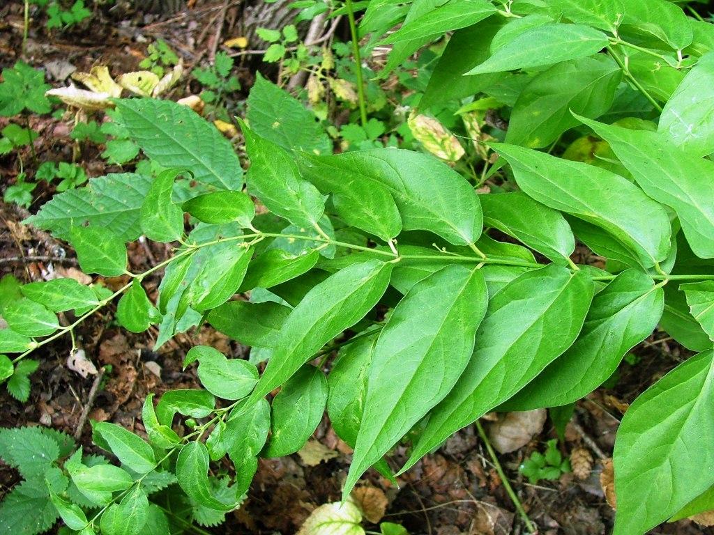 Vincetoxicum hirundinaria / Vincetossico comune