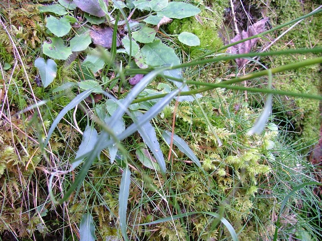Phyteuma scheuchzeri / Raponzolo di Scheuchzer