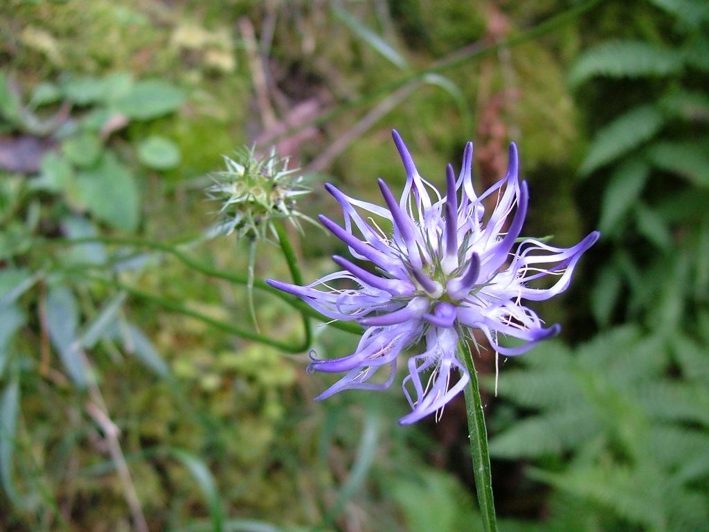 Phyteuma scheuchzeri / Raponzolo di Scheuchzer