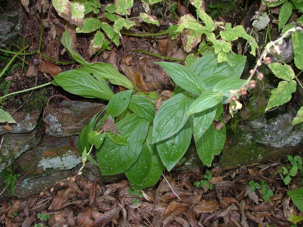 Digitalis sp.