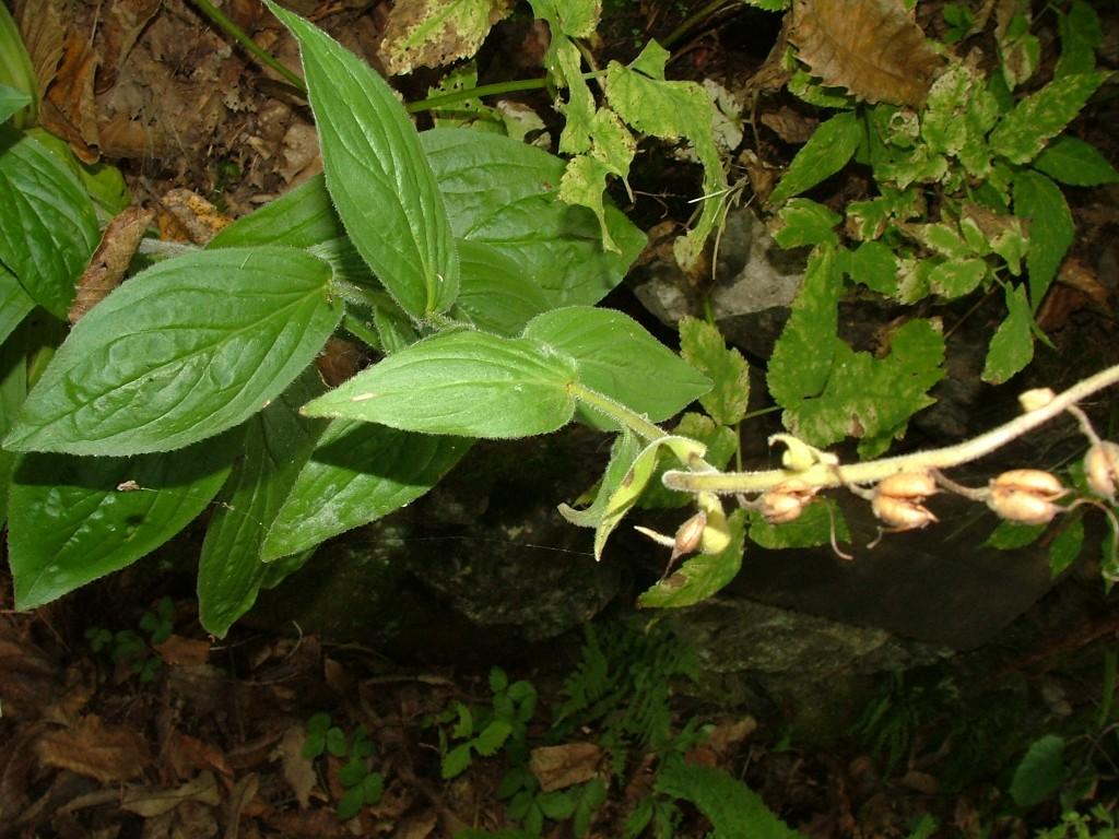 Digitalis sp.
