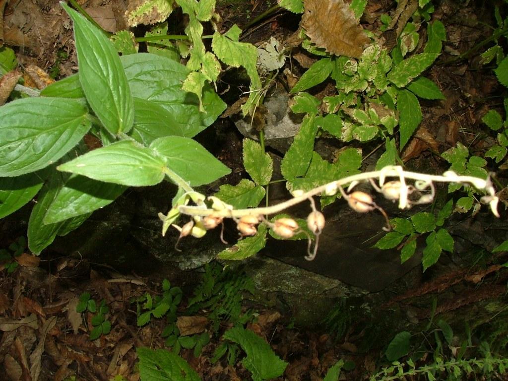 Digitalis sp.