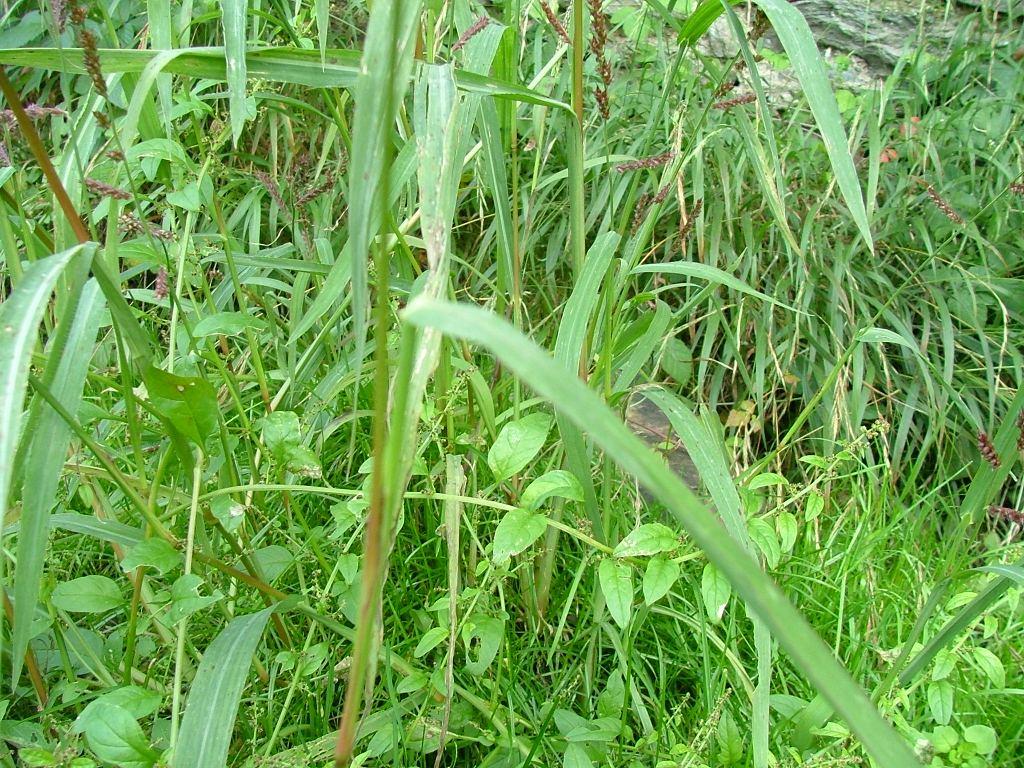 Carex ? no, Echinochloa sp.
