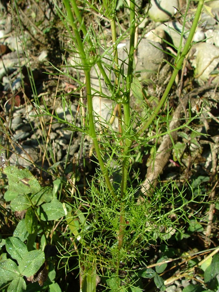 Tripleurospermum inodorum / Camomilla senza odore