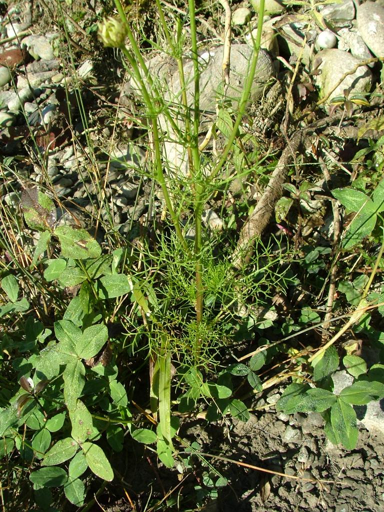 Tripleurospermum inodorum / Camomilla senza odore
