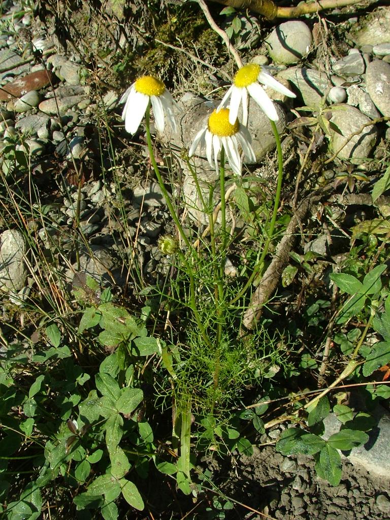 Tripleurospermum inodorum / Camomilla senza odore