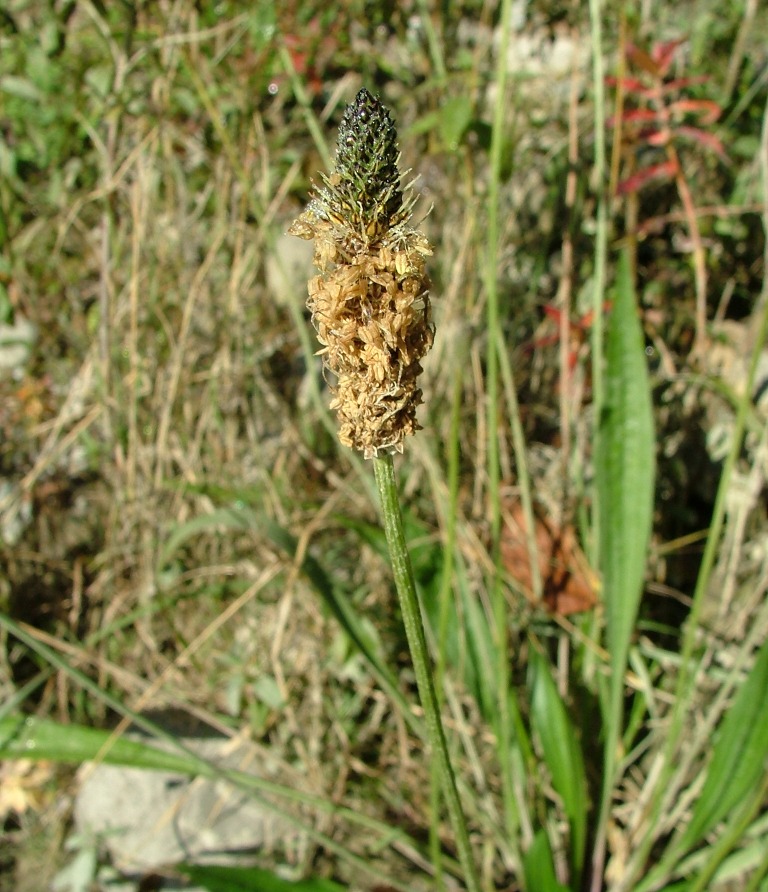 Plantago lanceolata L.