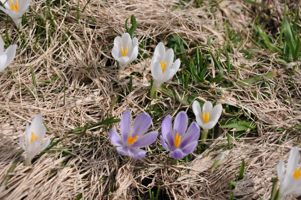 Crocus vernus subsp albiflorus