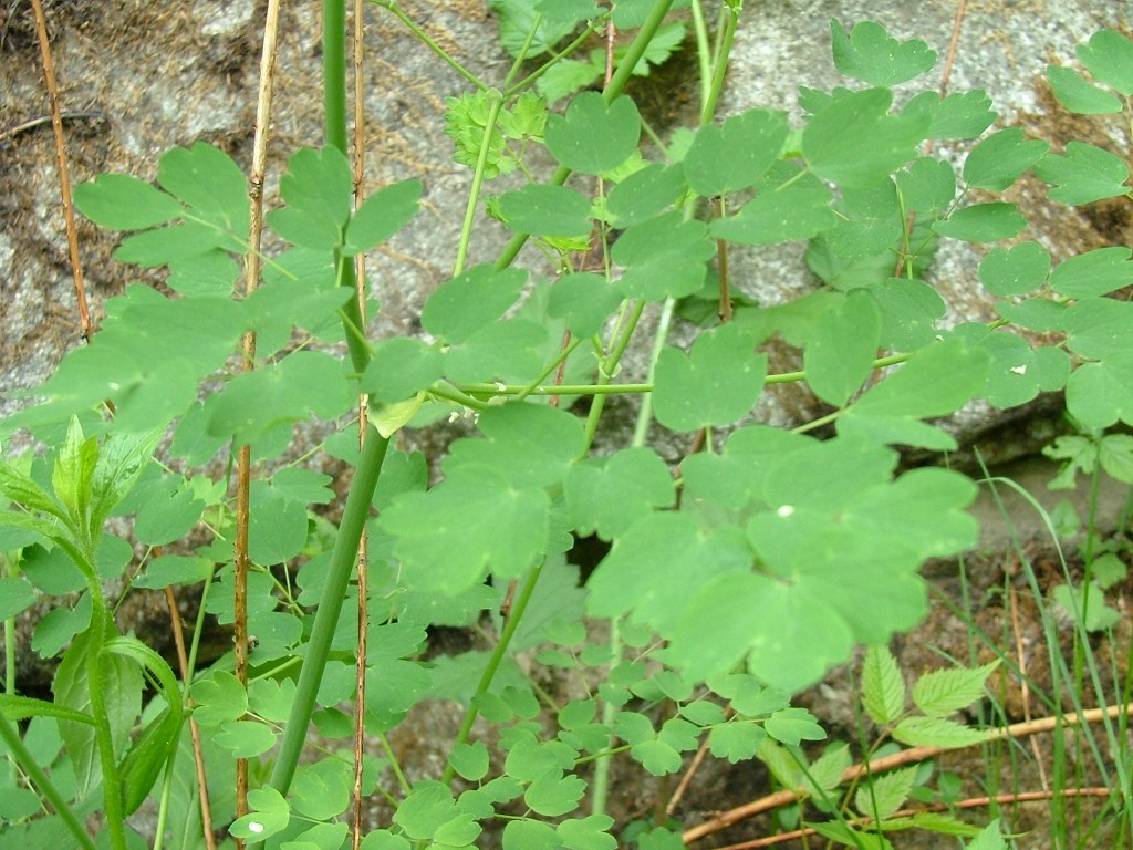 Thalictrum aquilegifolium
