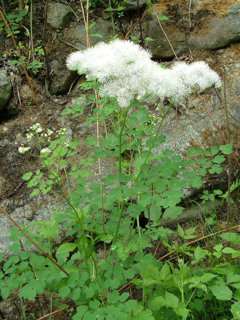 Thalictrum aquilegifolium