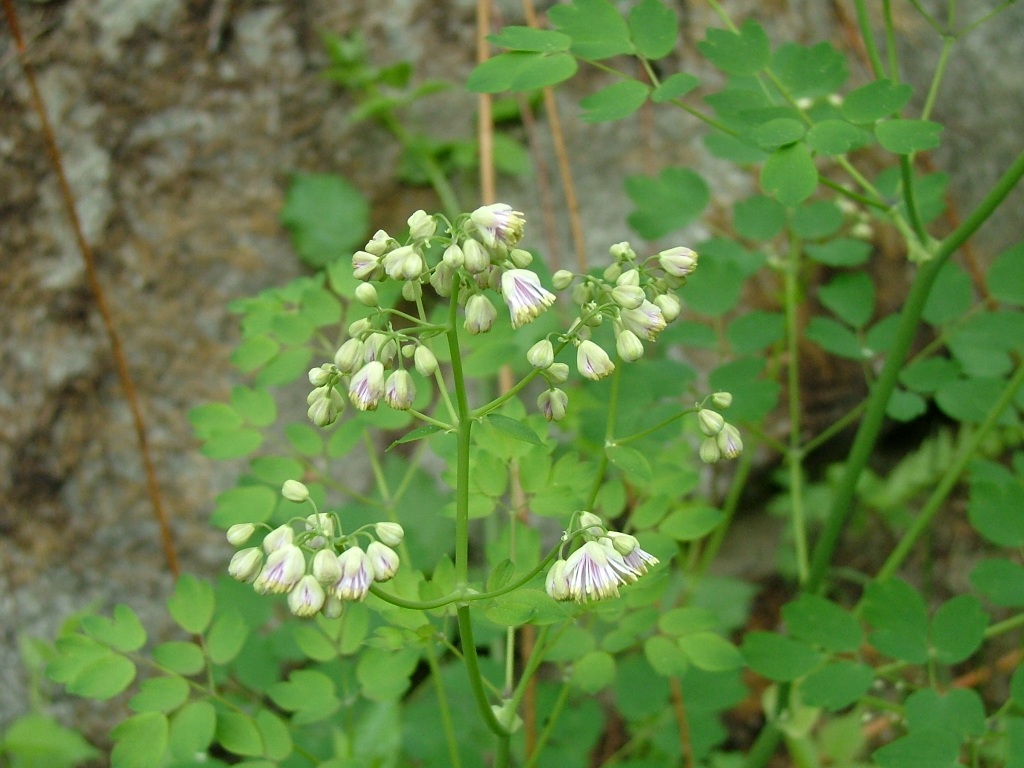Thalictrum aquilegifolium