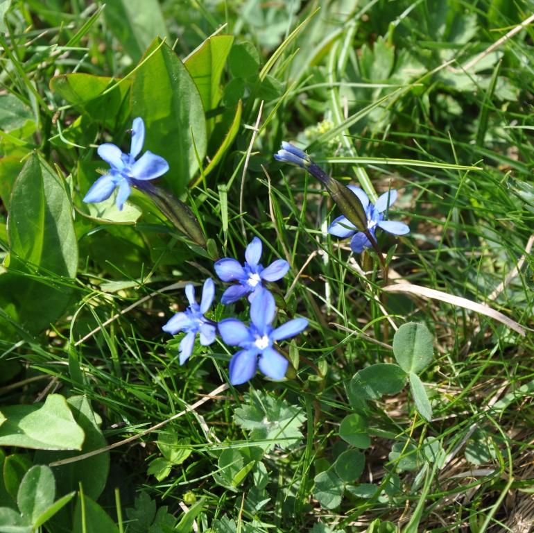 Gentiana verna s.l.
