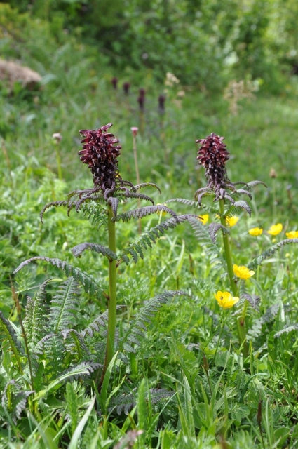 Pedicularis recutita / Pediculare alata