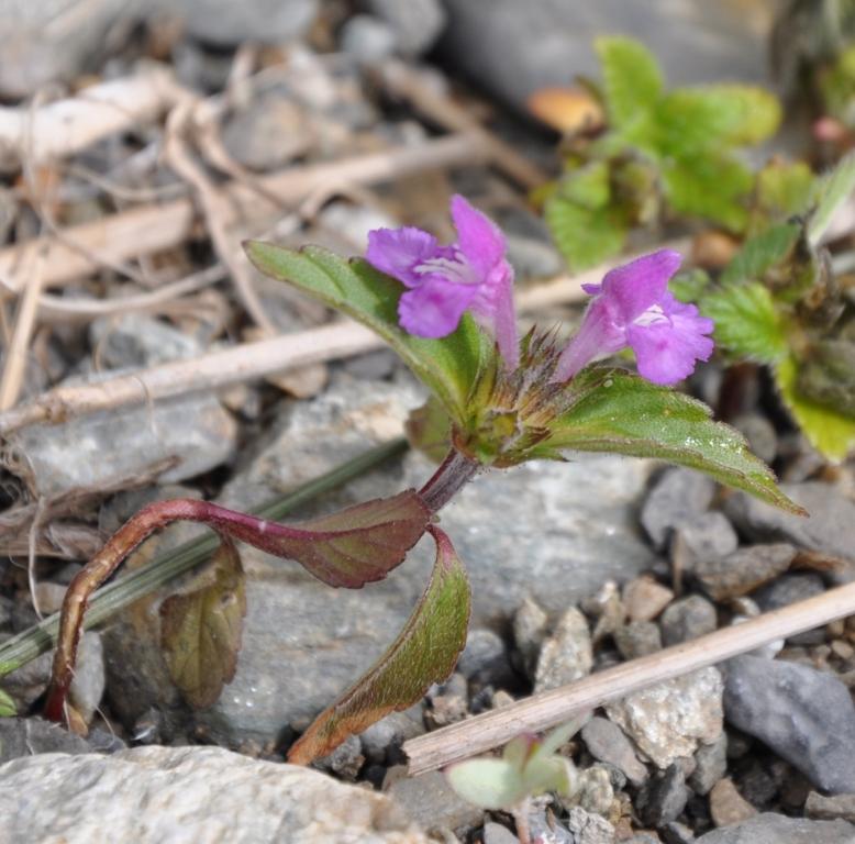 Galeopsis angustifolia