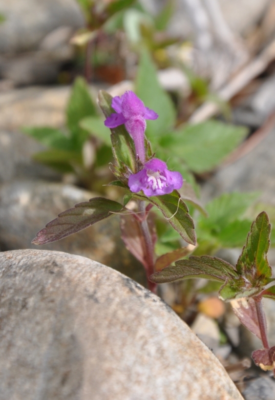 Galeopsis angustifolia