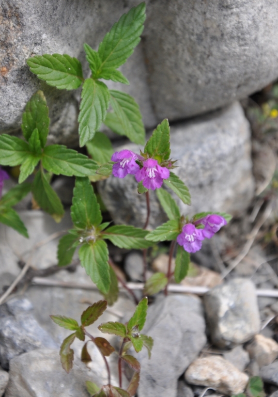 Galeopsis angustifolia