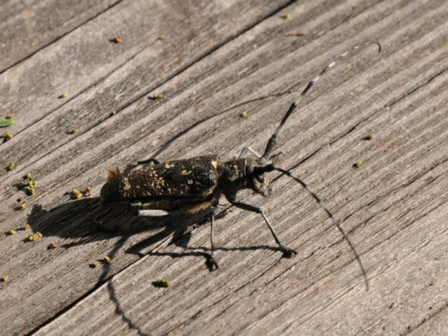 Monochamus galloprovinciali o Bostrico asiatico? M. sutor