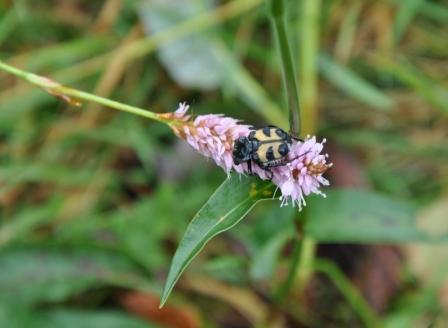 Quale insetto? Trichius fasciatus