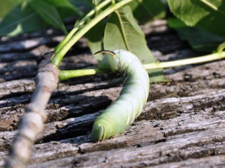 Che bruco è? - Sphinx ligustri