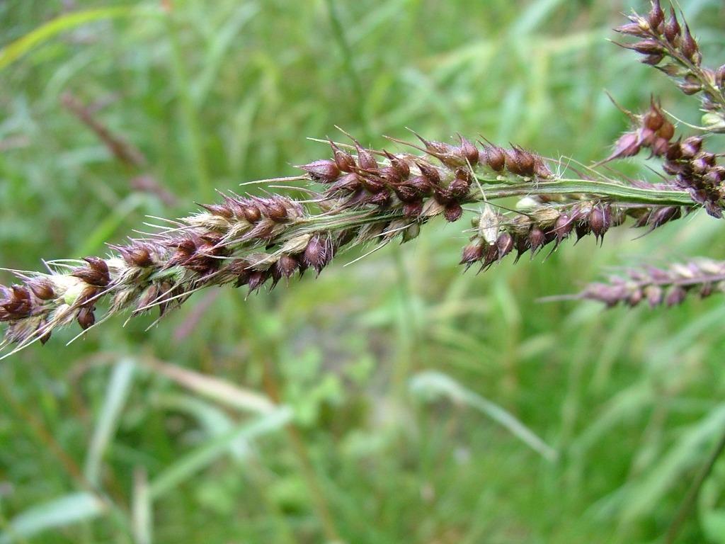 Carex ? no, Echinochloa sp.