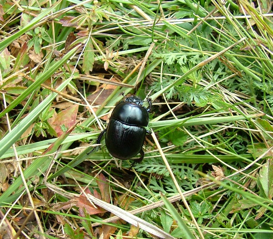 Anoplotrupes stercorosus
