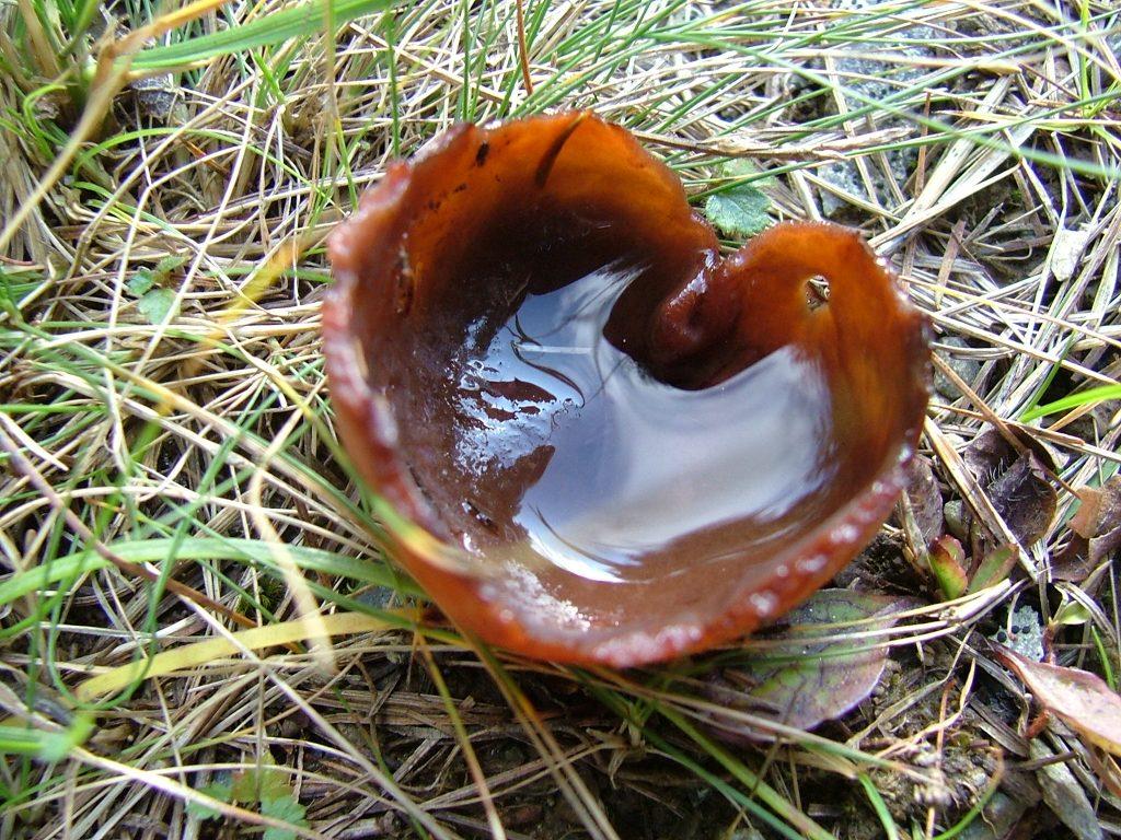 Che fungo �? (cfr. Peziza sp.)