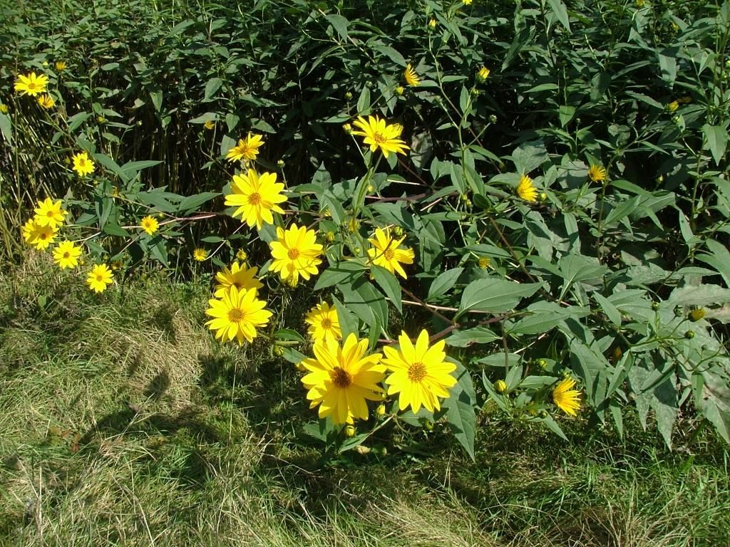 Il genere Helianthus in Italia