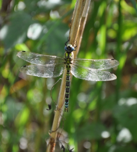Quale libellula? - Aeshna cyanea