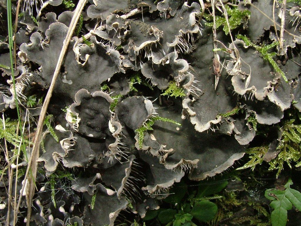 Peltigera?