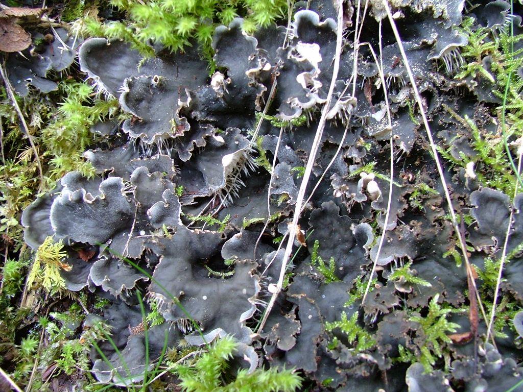 Peltigera?