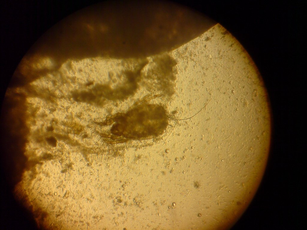 Identificazione artropode?