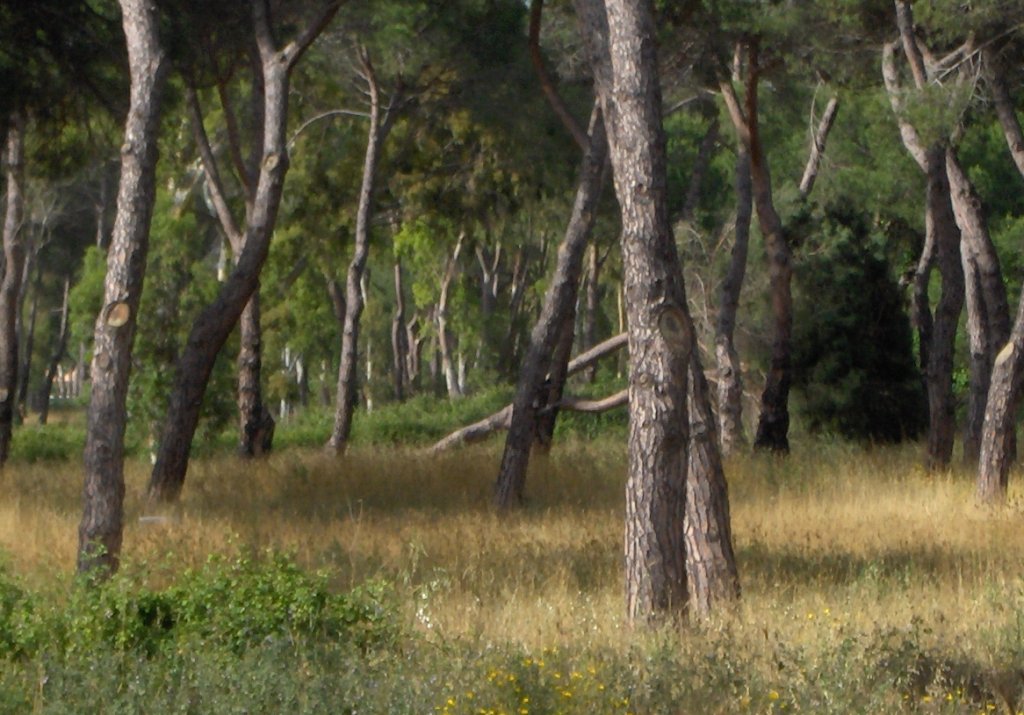 Pineta delle Acque Rosse - Riserva del Litorale Romano